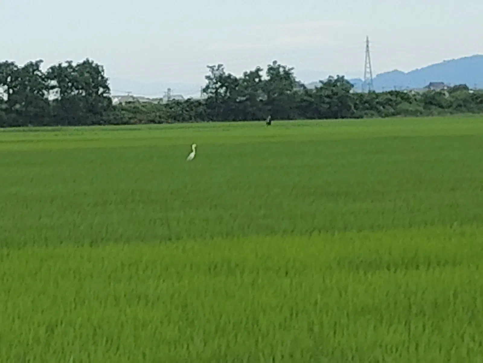 2026/07/21 成長中 4