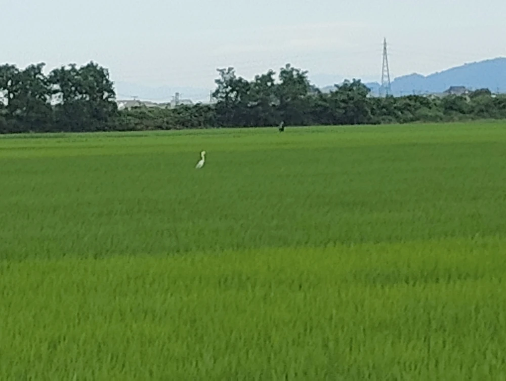 2026/07/21 成長中 4