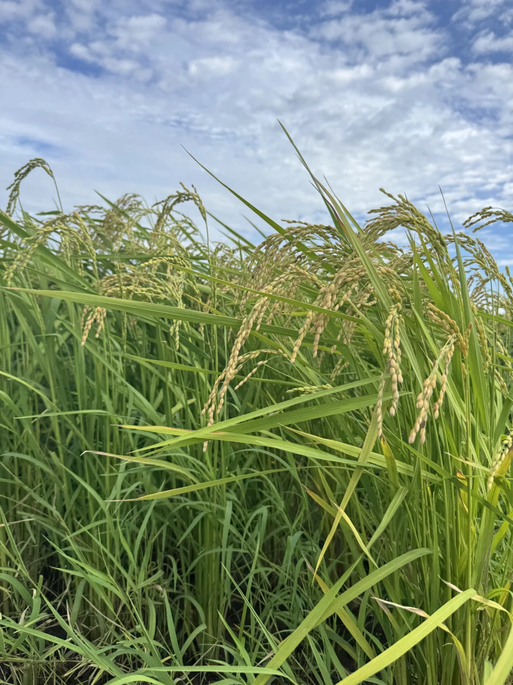 2026/09/14 少しずつ色づいてきました 2